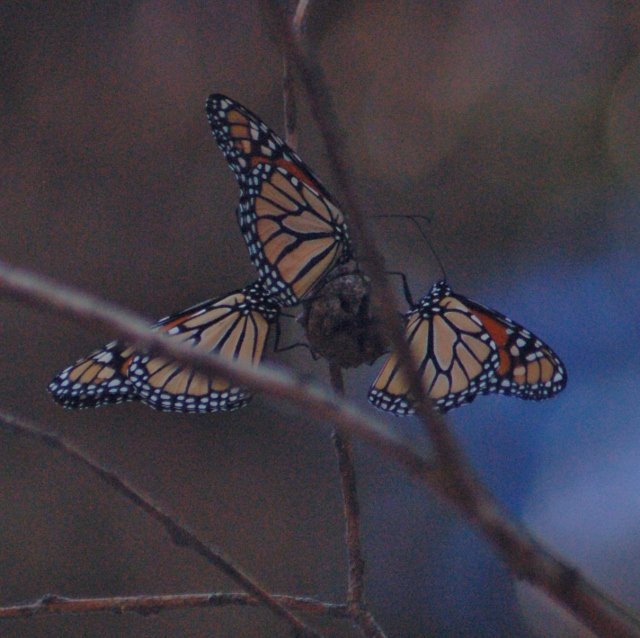 Pismo Beach butterfly grove